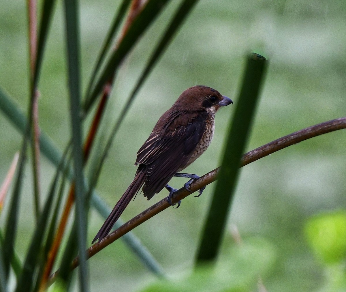 Averla bruna - ML642797562