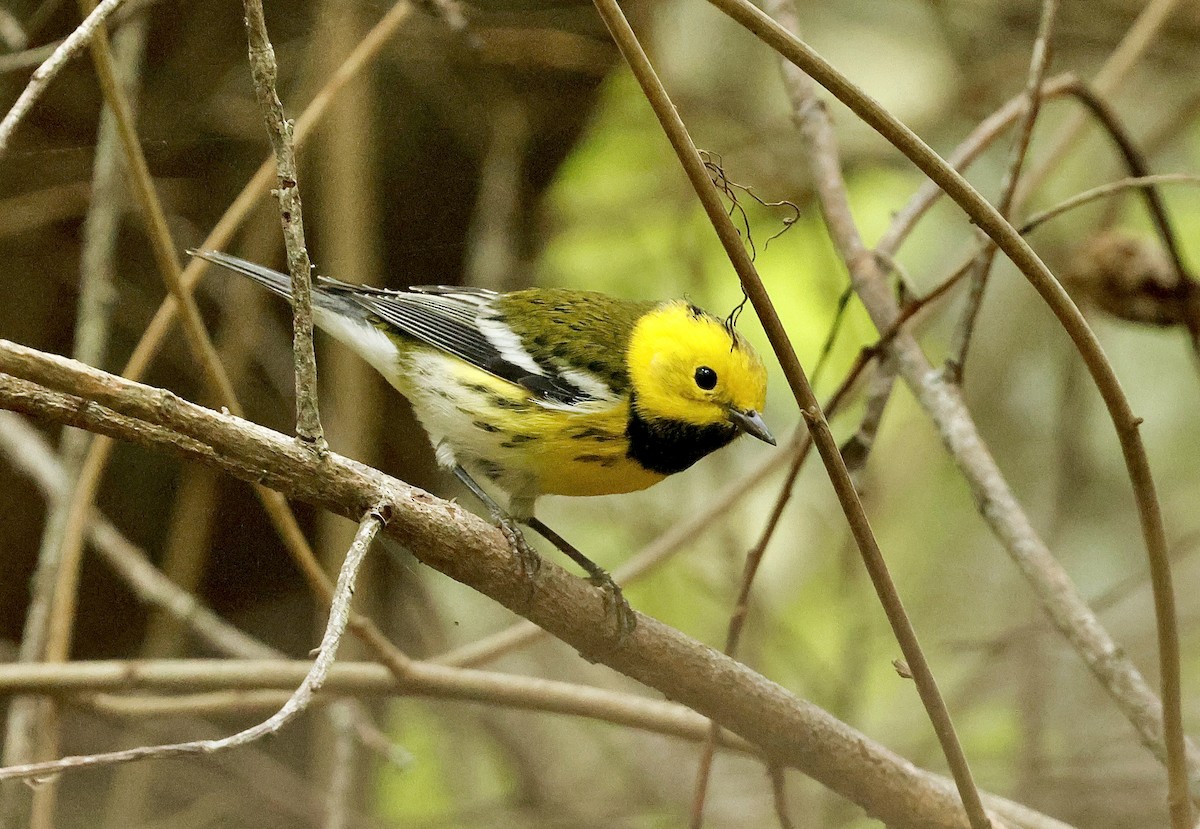Townsend's x Hermit Warbler (hybrid) - ML642797565