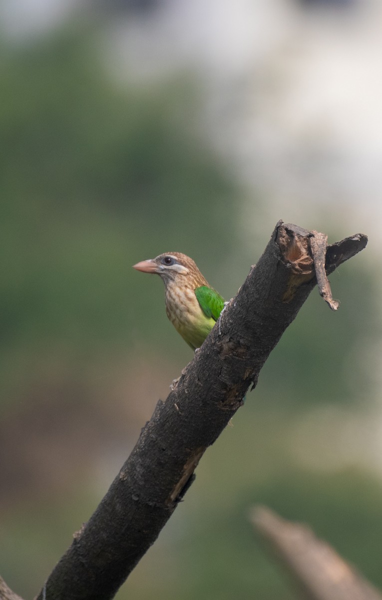 White-cheeked Barbet - ML642797566