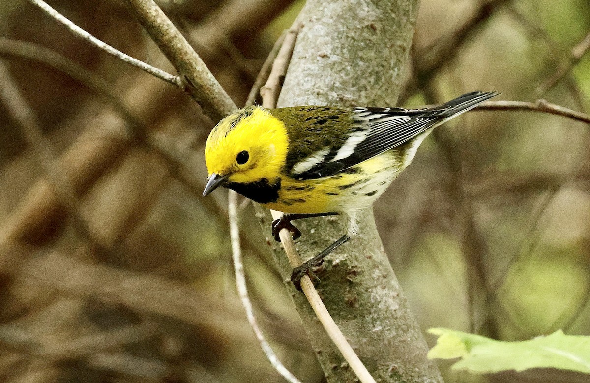 Townsend's x Hermit Warbler (hybrid) - ML642797567