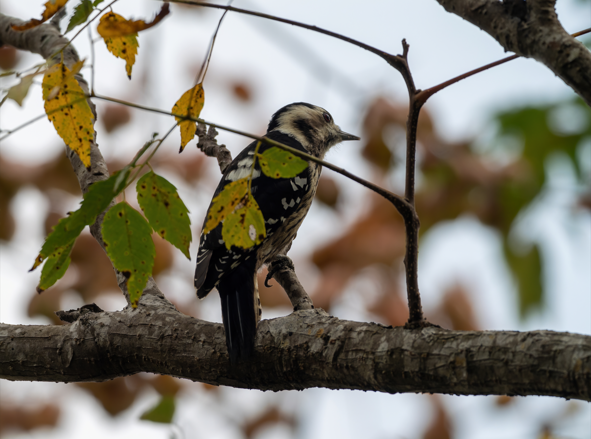 Gray-capped Pygmy Woodpecker - ML642797574