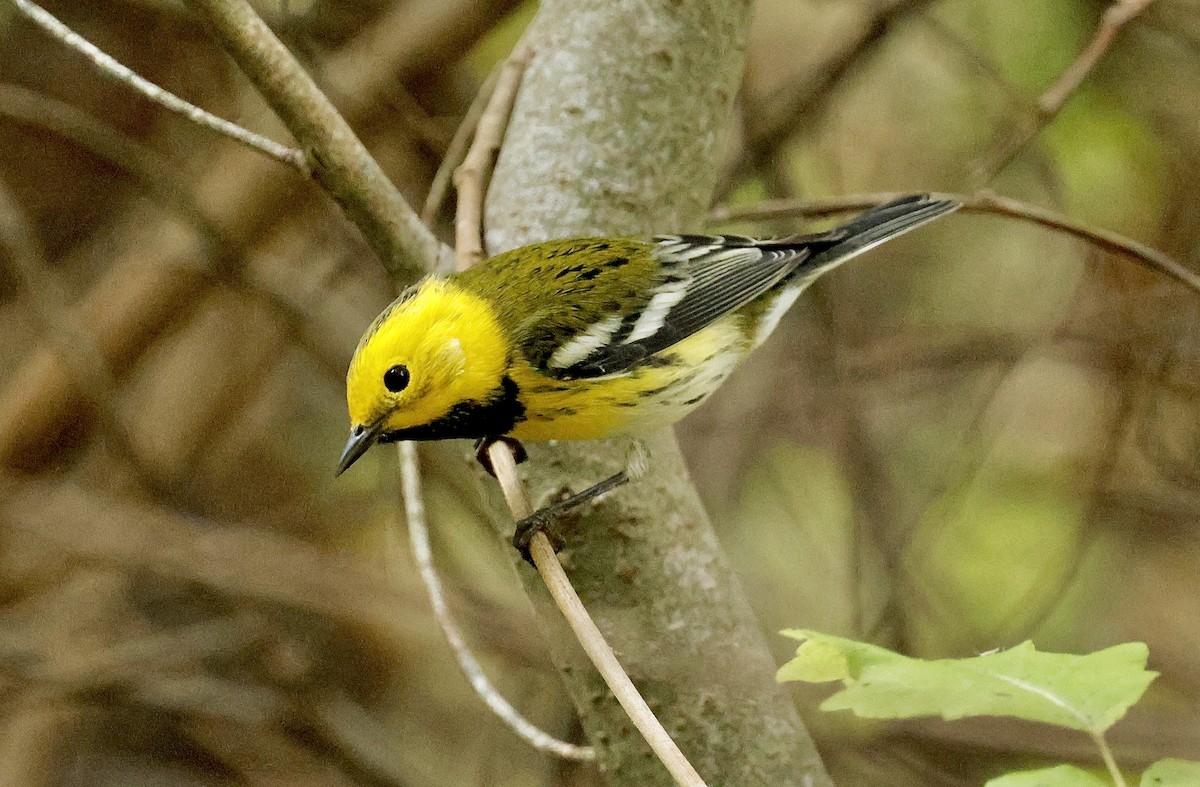 Townsend's x Hermit Warbler (hybrid) - ML642797579