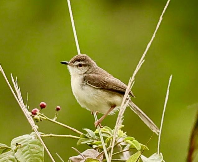 Prinia Sencilla - ML642797588