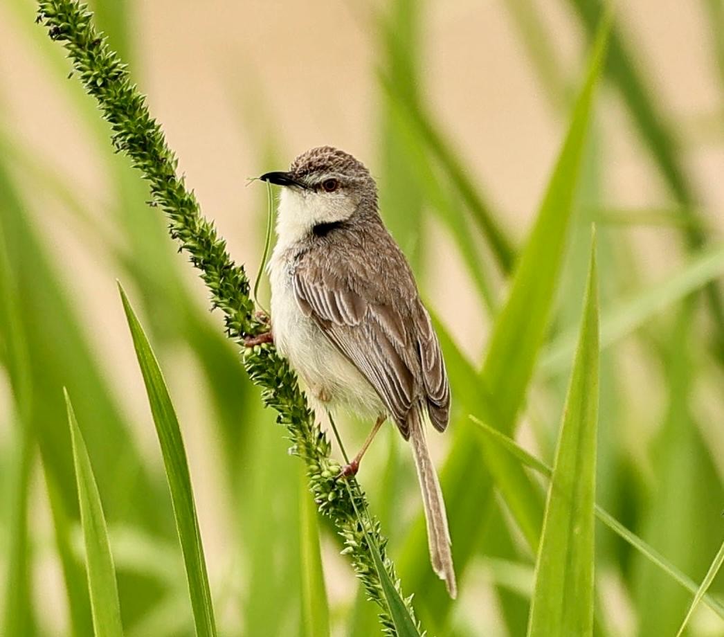 Prinia Sencilla - ML642797589