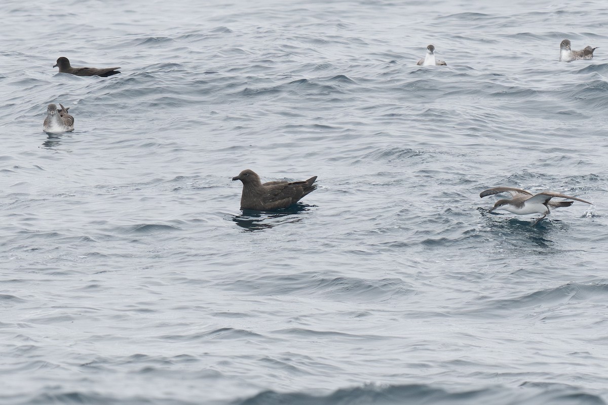 South Polar Skua - ML642797590