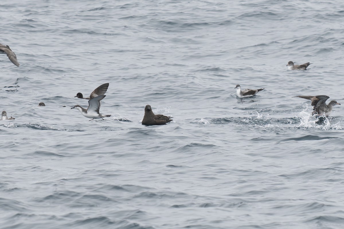 South Polar Skua - ML642797591