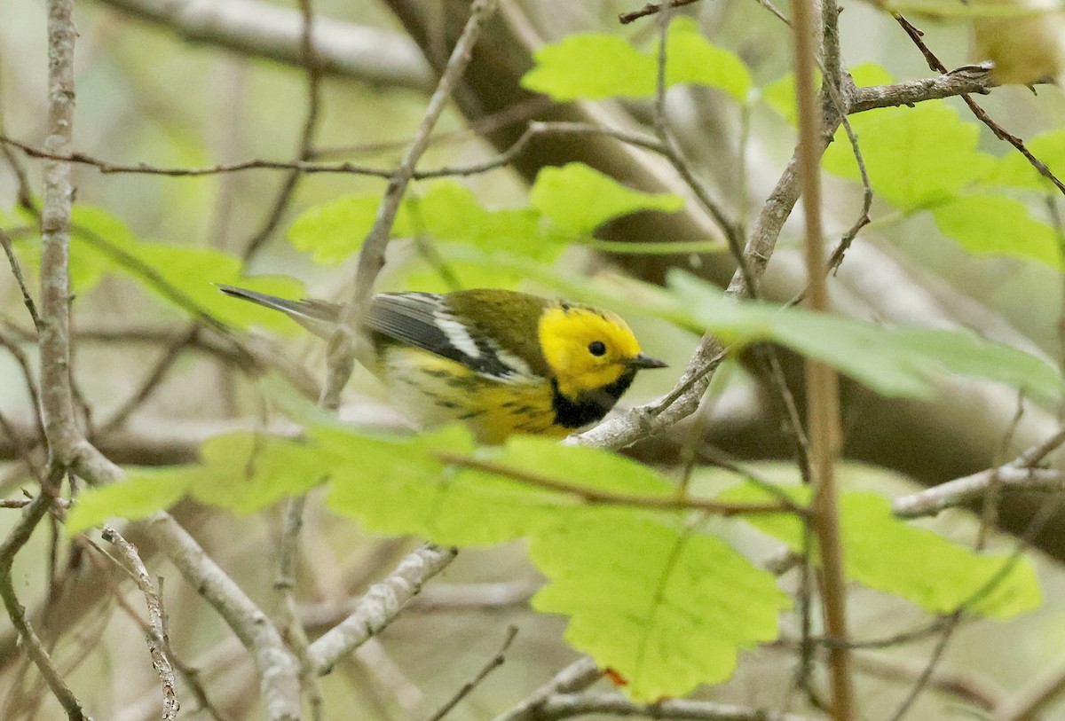 Townsend's x Hermit Warbler (hybrid) - ML642797594