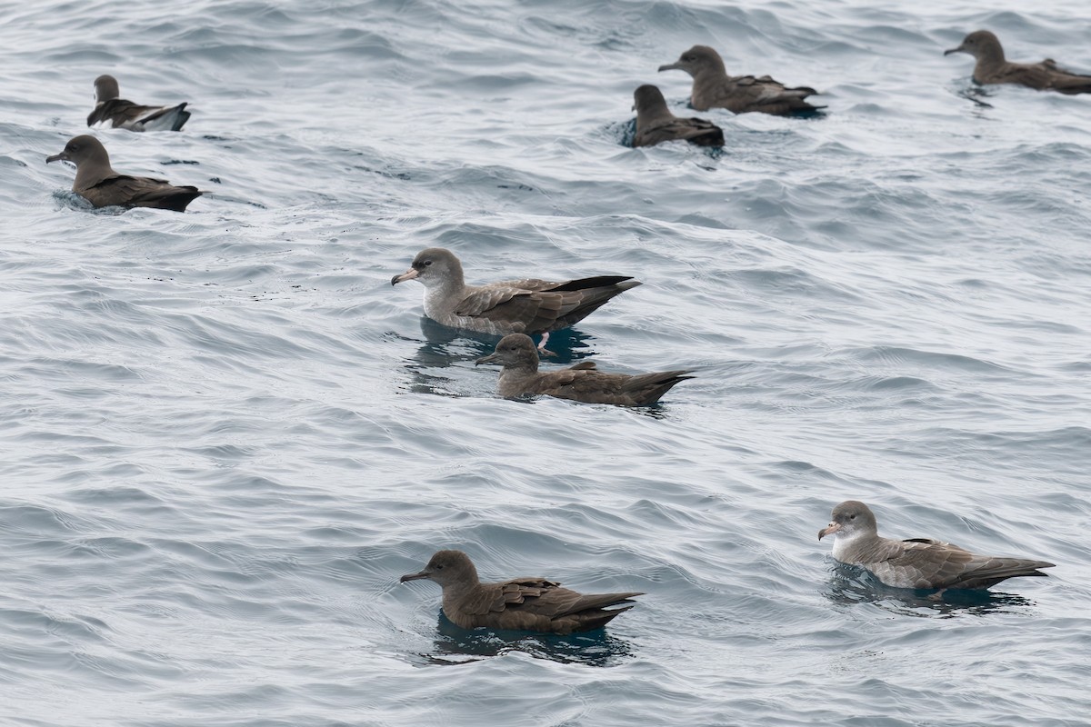 Sooty Shearwater - ML642797603