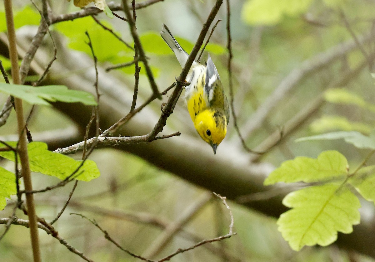 Townsend's x Hermit Warbler (hybrid) - ML642797607