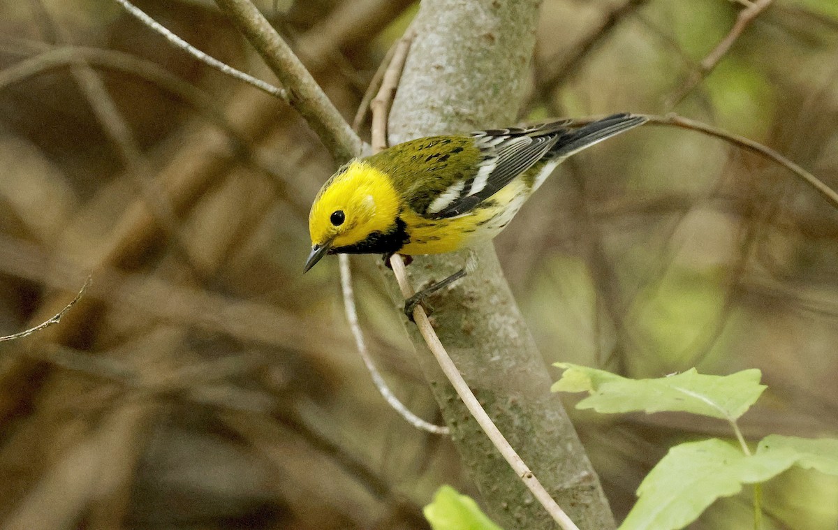 Townsend's x Hermit Warbler (hybrid) - ML642797620