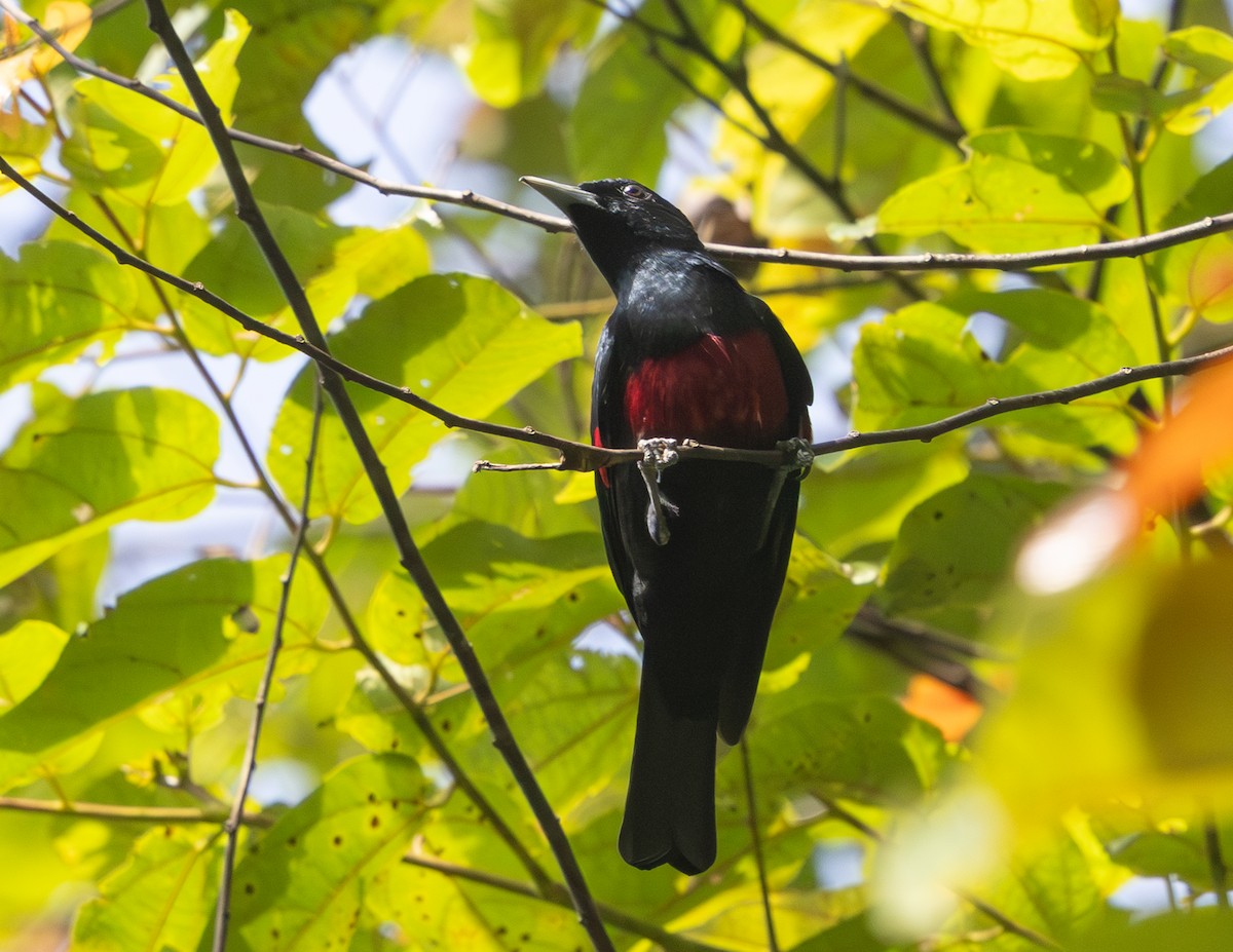 Black-and-crimson Oriole - ML642797621