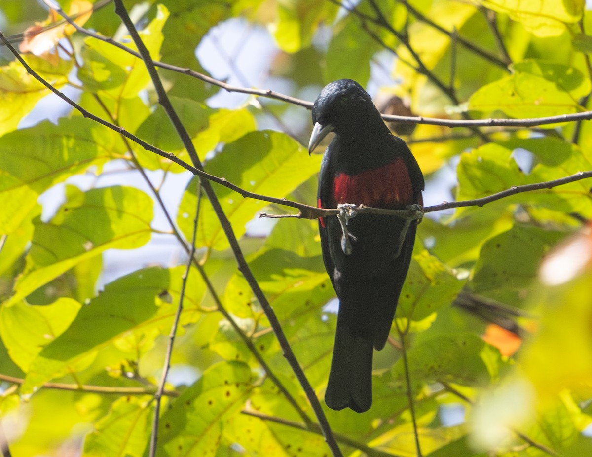 Black-and-crimson Oriole - ML642797622