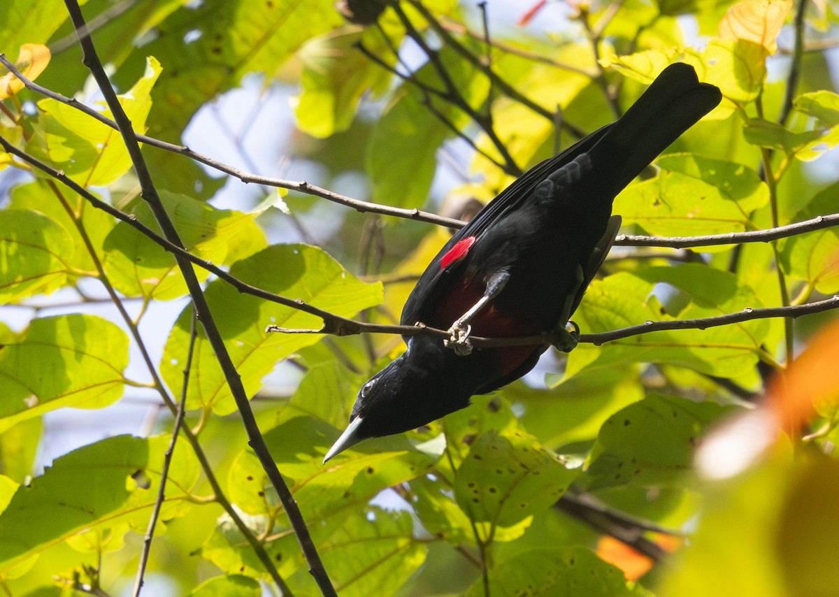 Black-and-crimson Oriole - ML642797623