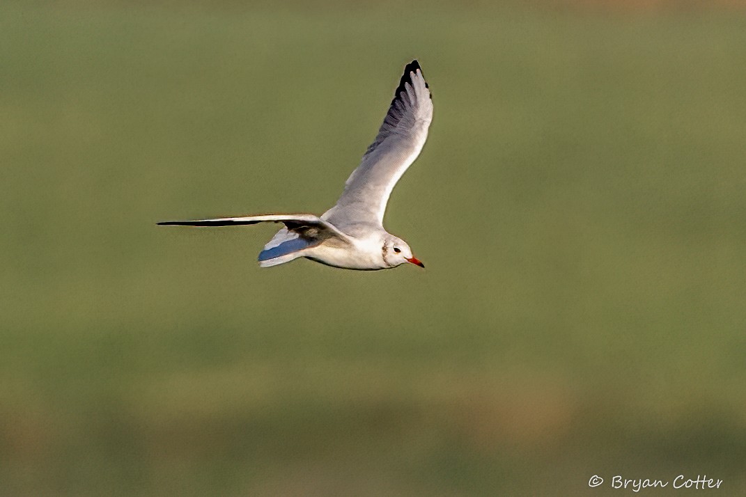 Black-headed Gull - ML642797630