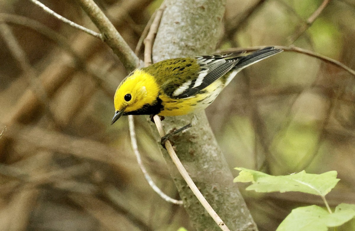 Townsend's x Hermit Warbler (hybrid) - ML642797632