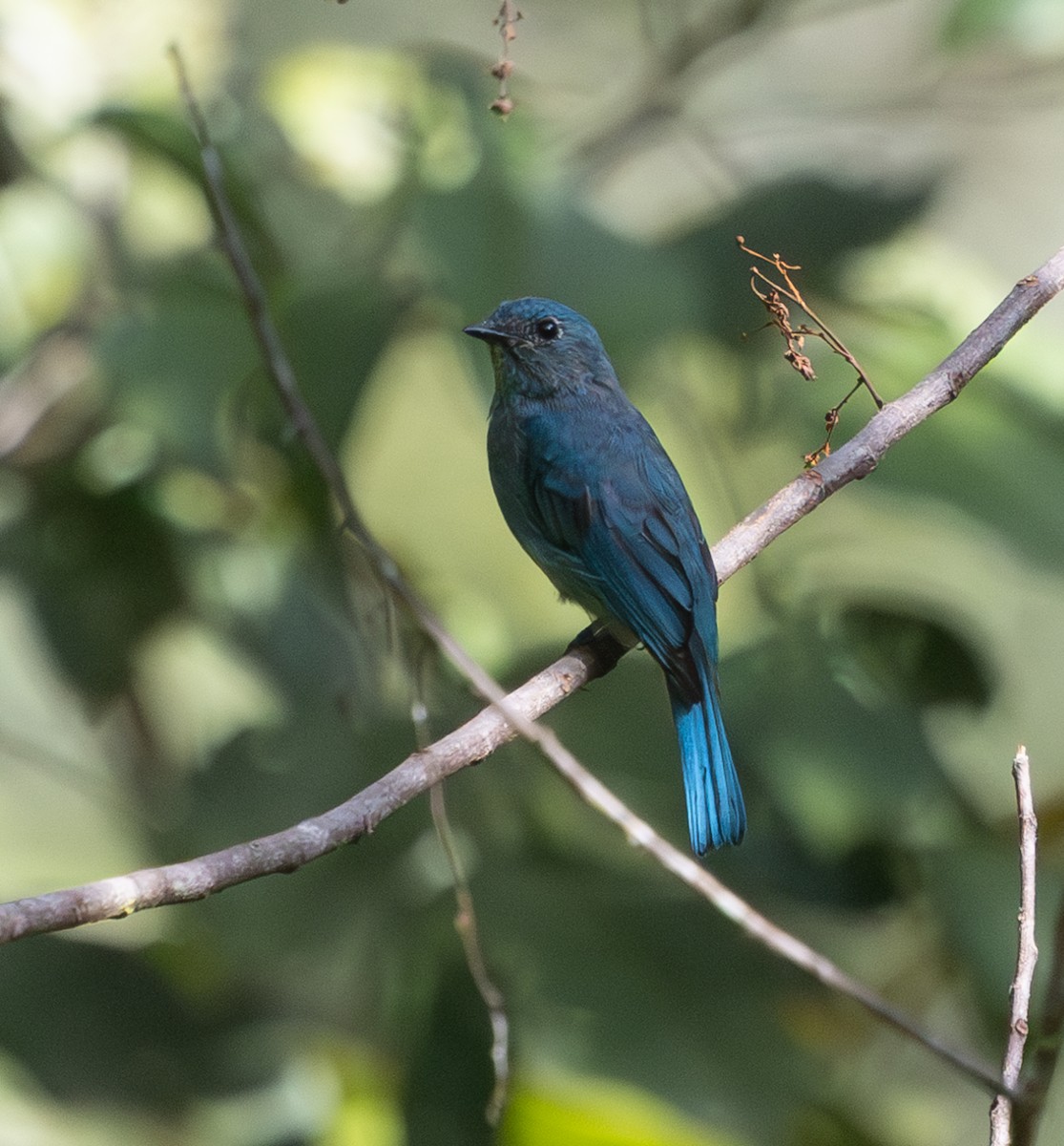 Verditer Flycatcher - ML642797633