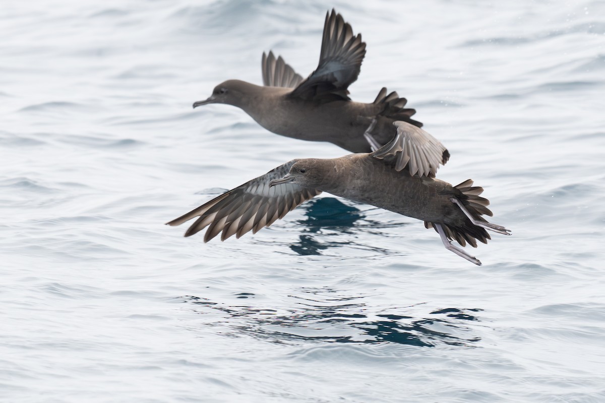 Sooty Shearwater - ML642797636