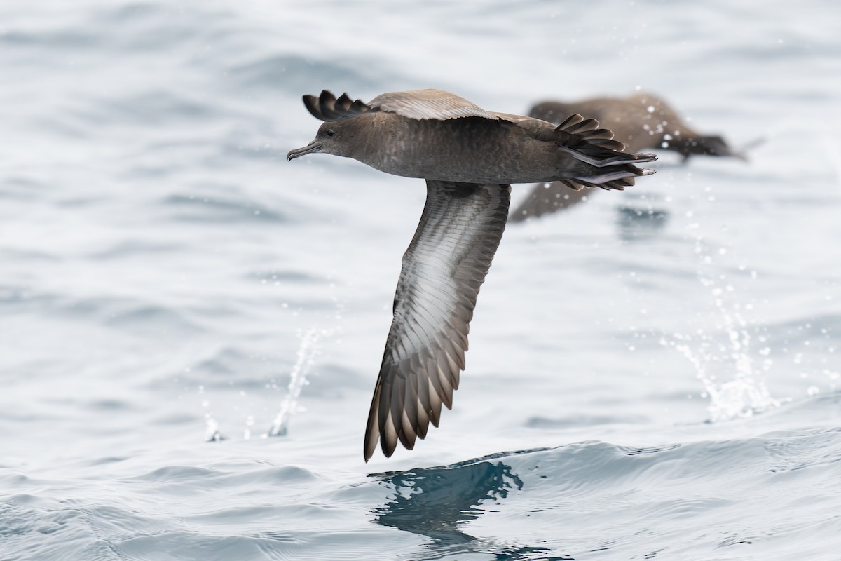Sooty Shearwater - ML642797638