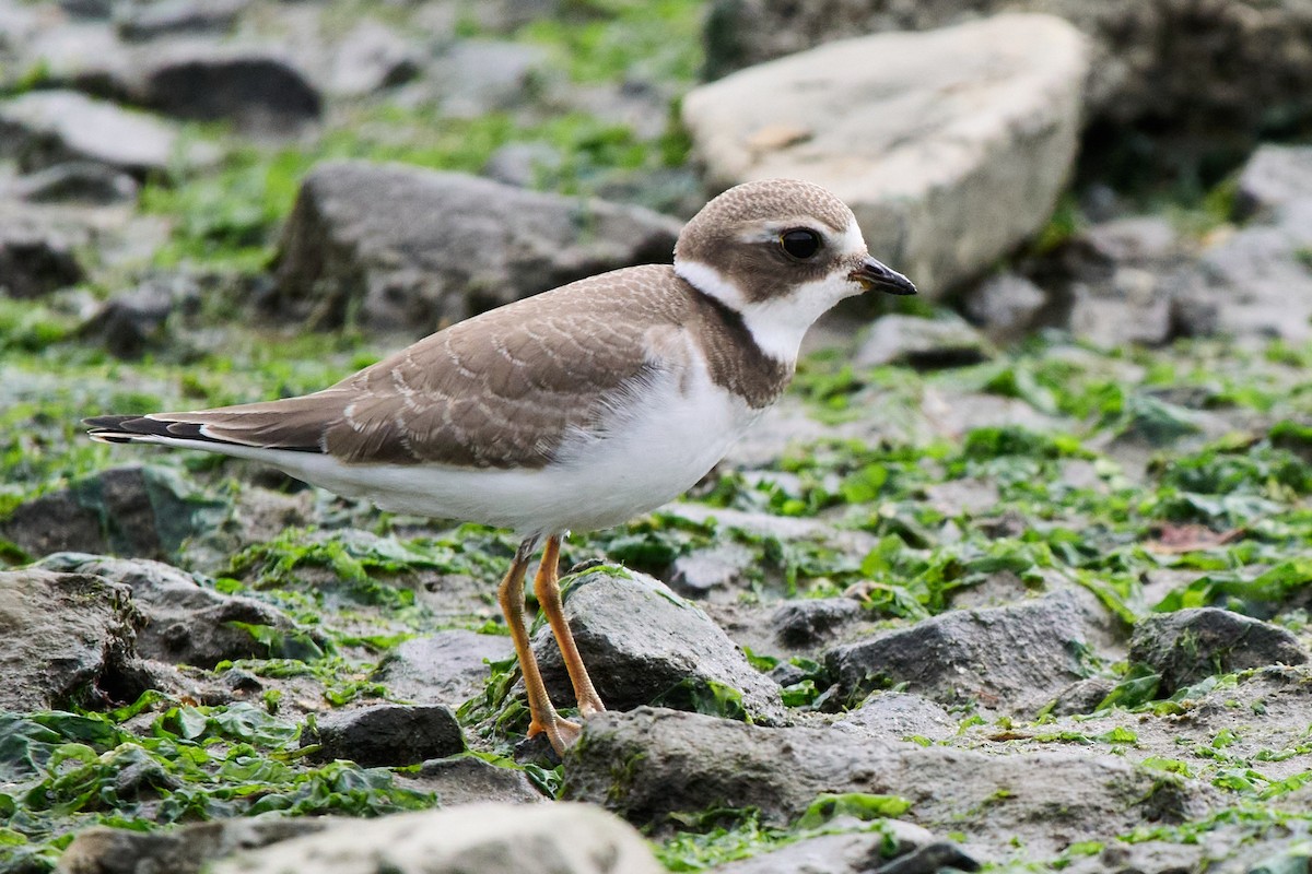 Semipalmated Plover - ML642797667