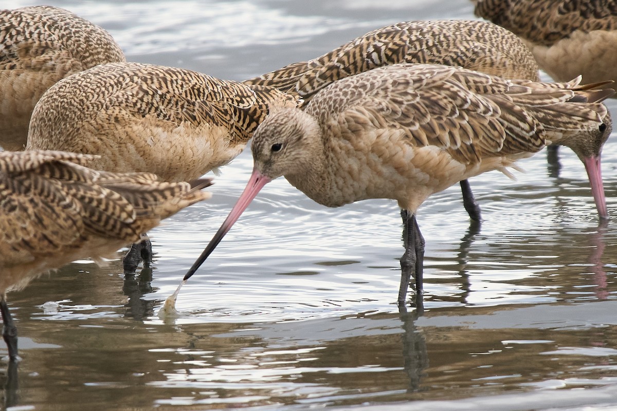 Marbled Godwit - ML642797669