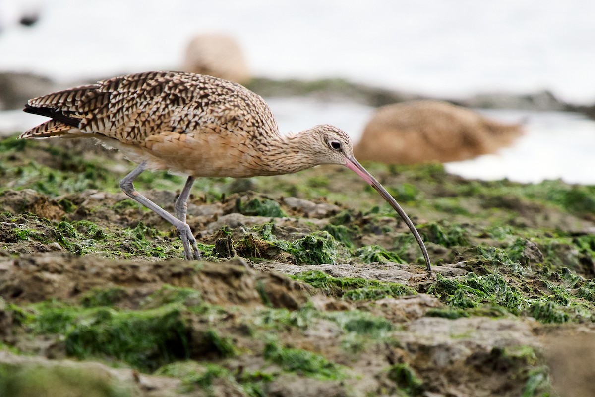 Long-billed Curlew - ML642797670