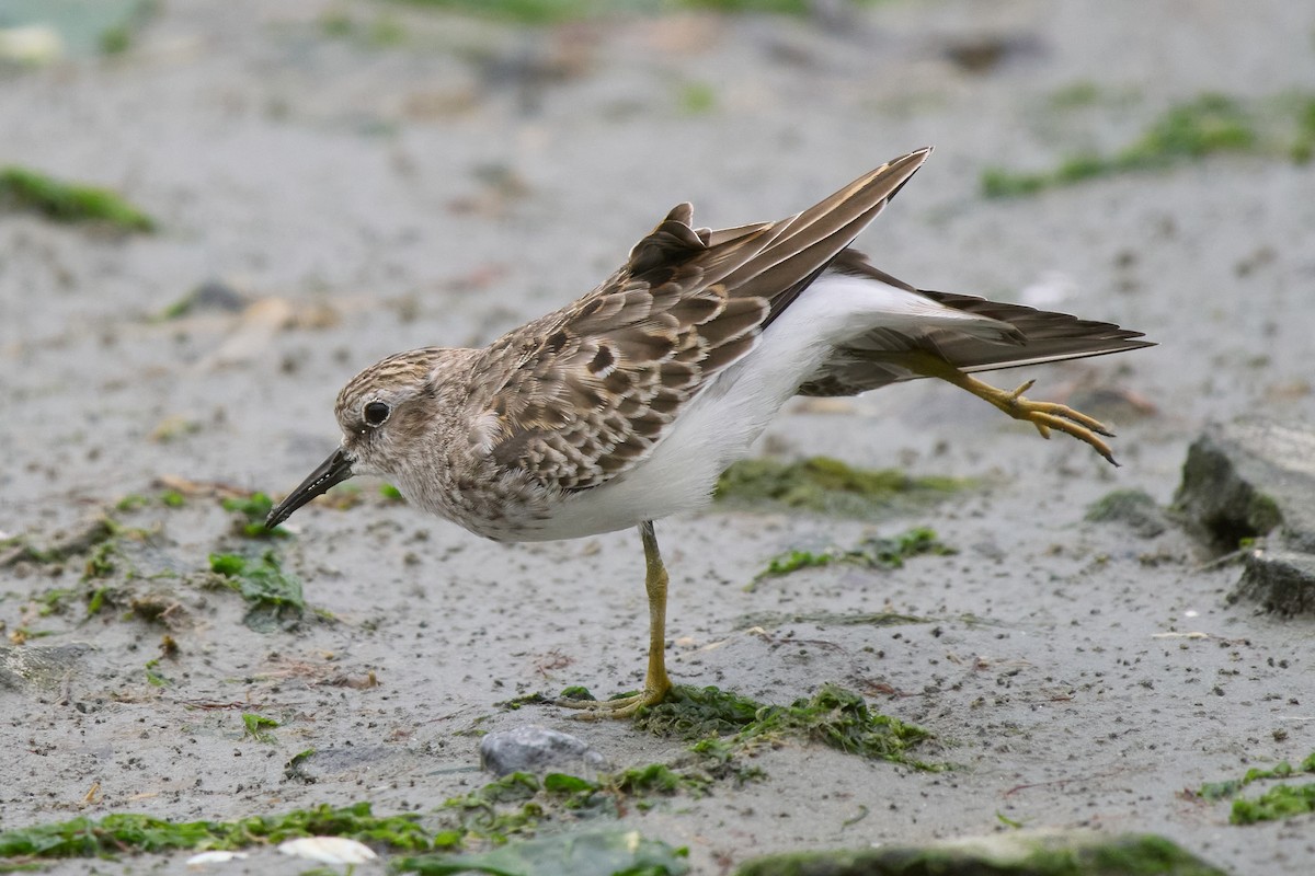 Least Sandpiper - ML642797671