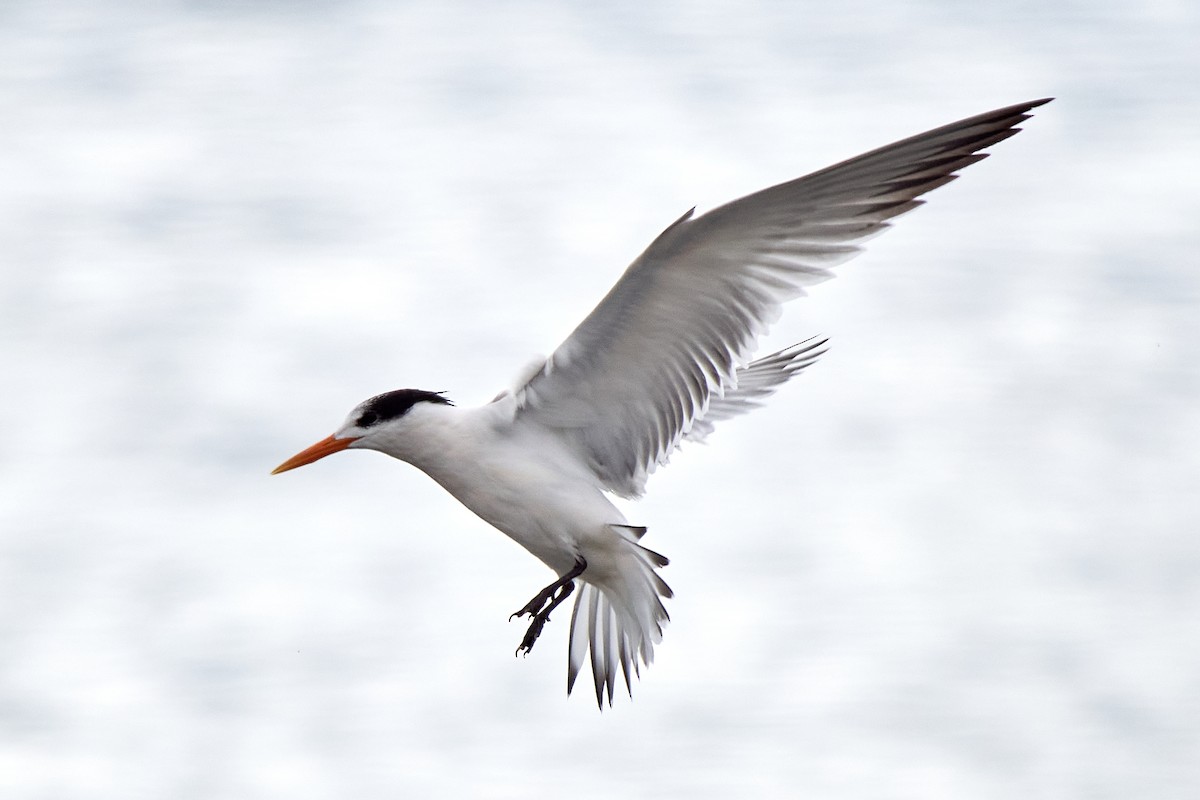 Elegant Tern - ML642797675