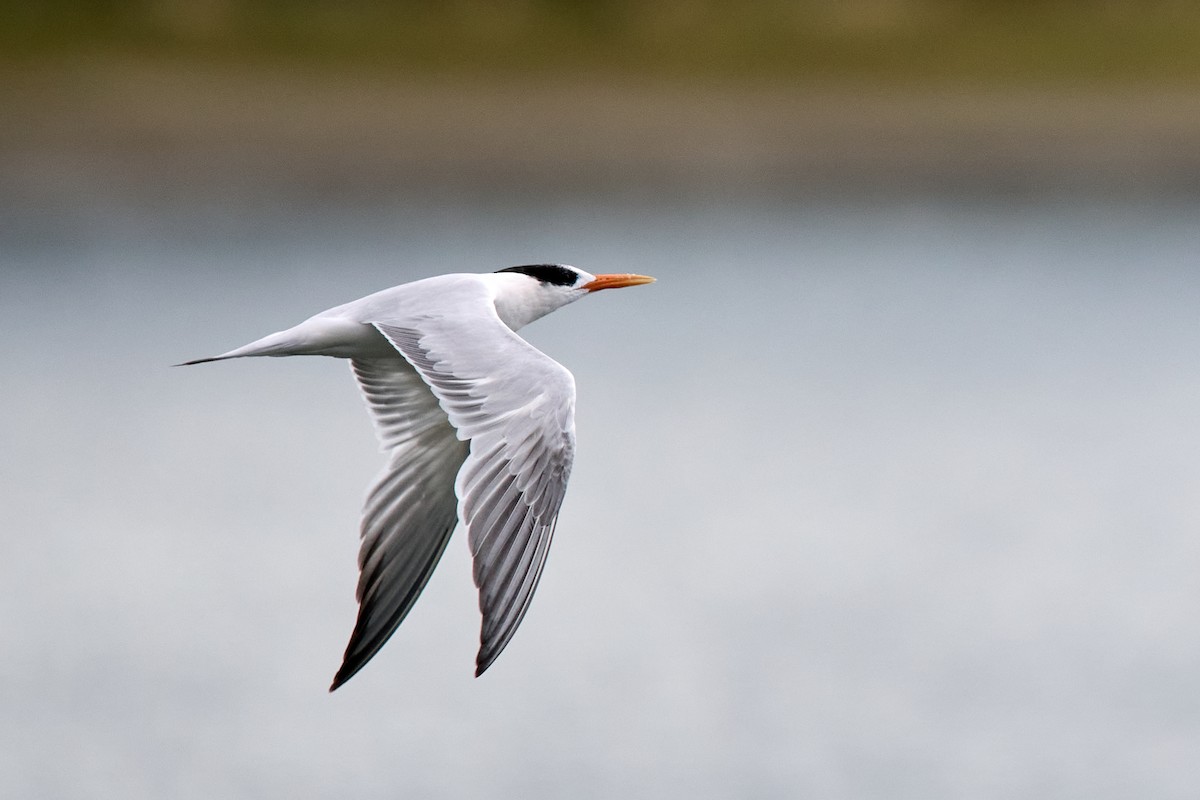 Elegant Tern - ML642797676