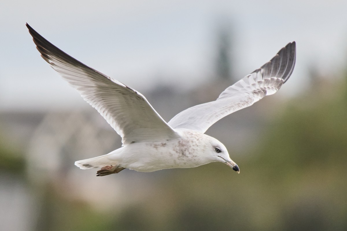 Ring-billed Gull - ML642797692
