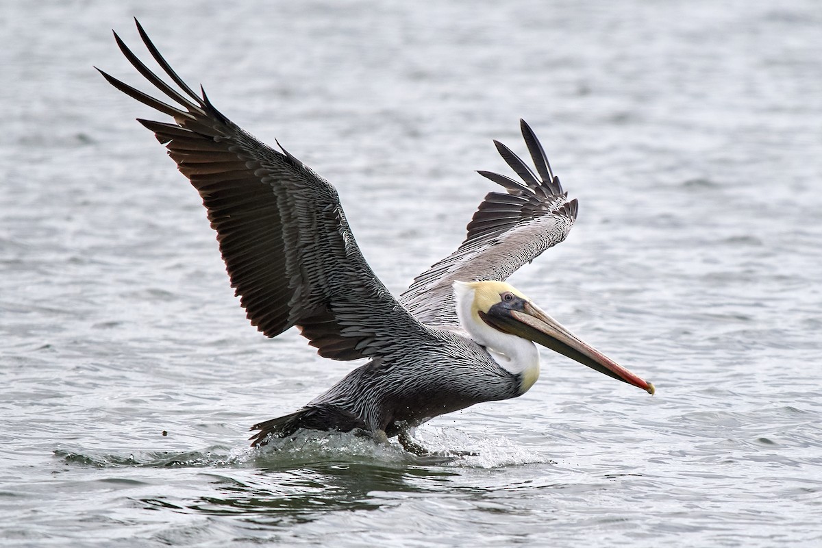Brown Pelican - ML642797693