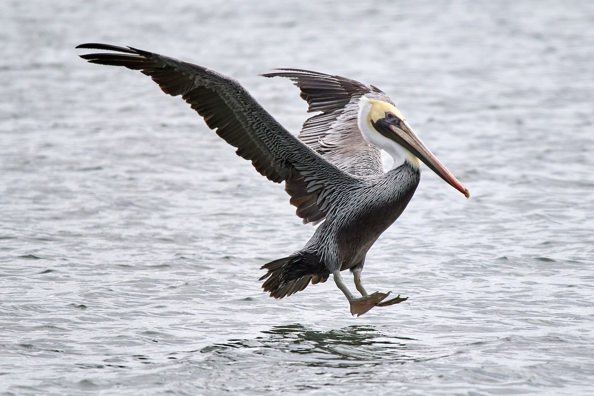Brown Pelican - ML642797694
