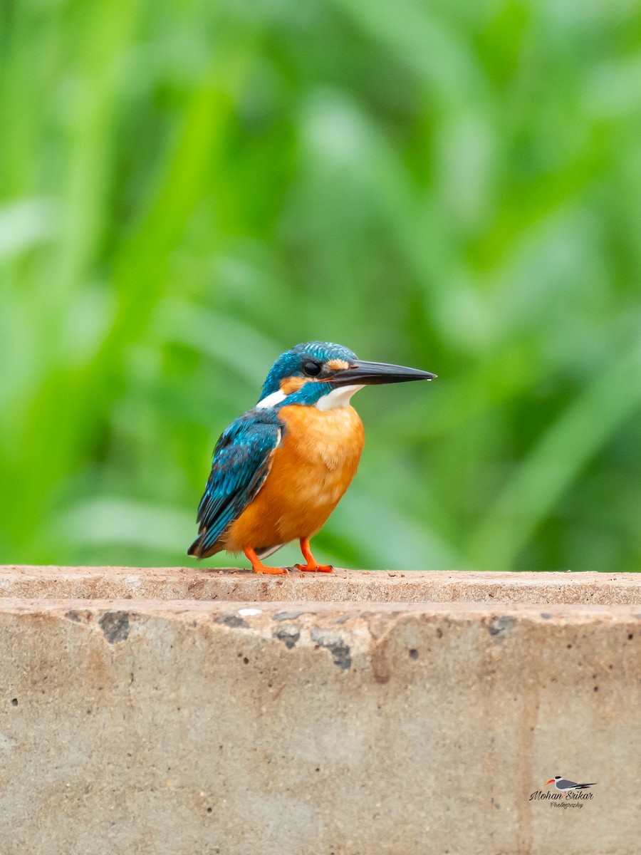 Номин шогшир - ML642797696