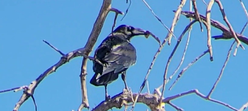 raven sp. - ML642797699