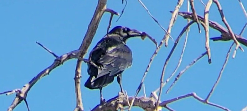 raven sp. - ML642797700