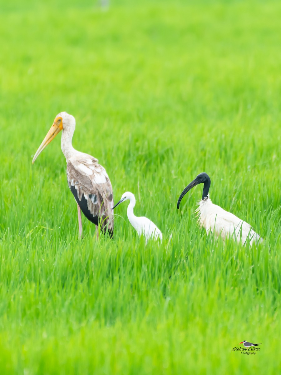 Painted Stork - ML642797701