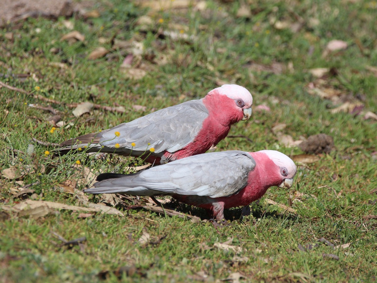Galah - ML642797738