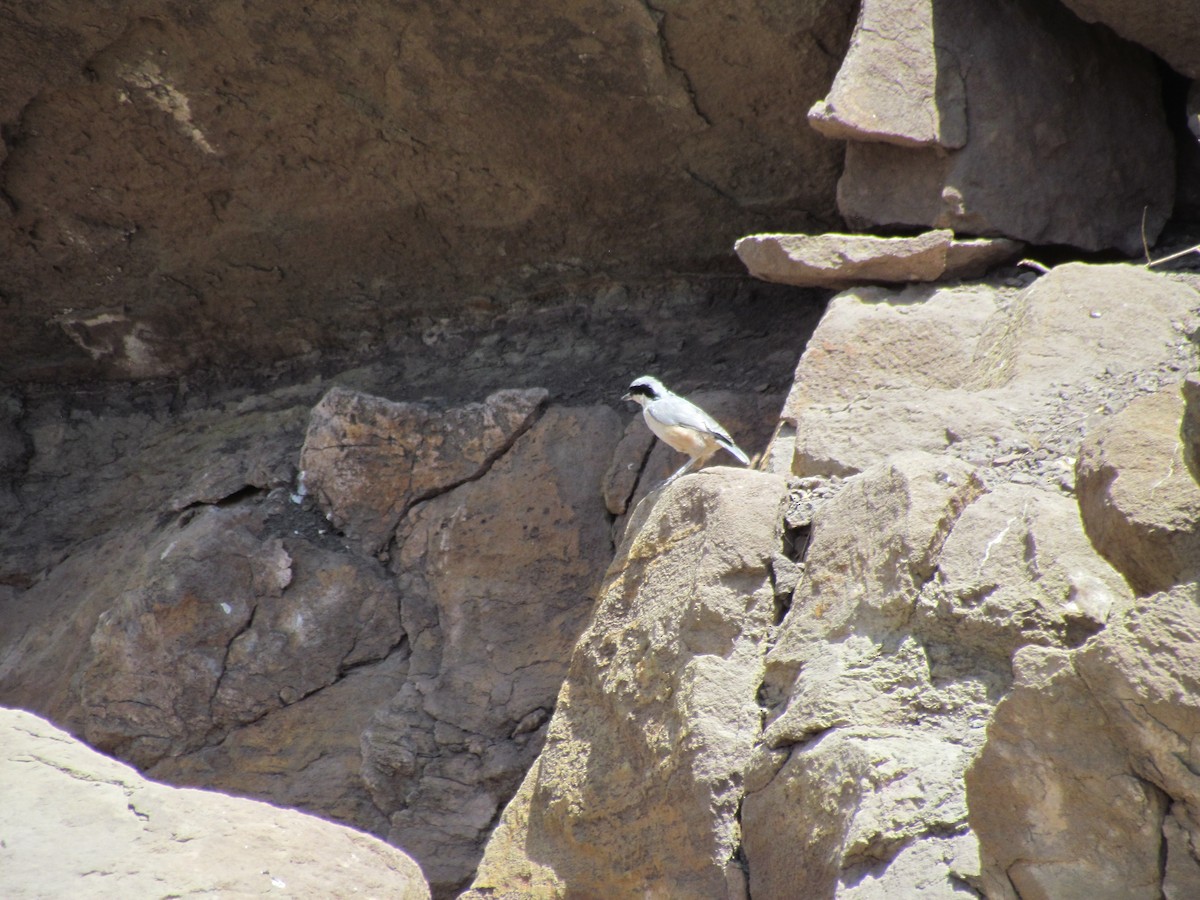 Eastern Rock Nuthatch - ML642797740