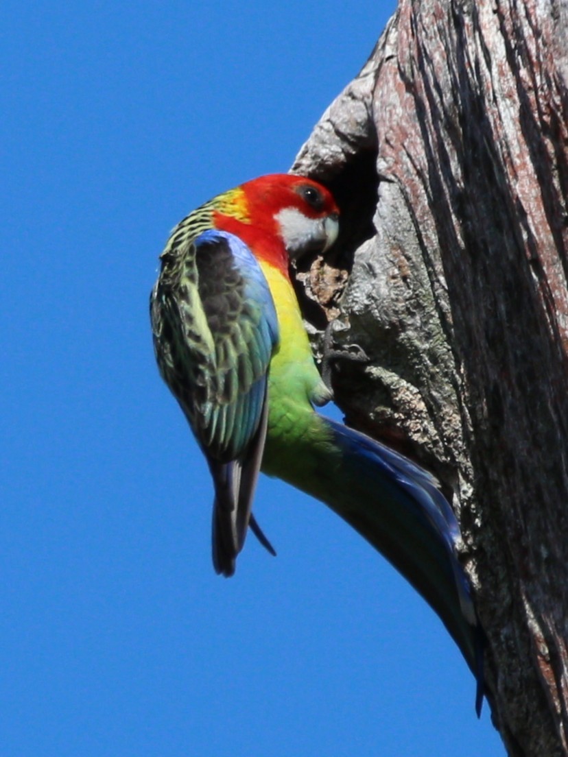 Eastern Rosella - ML642797742