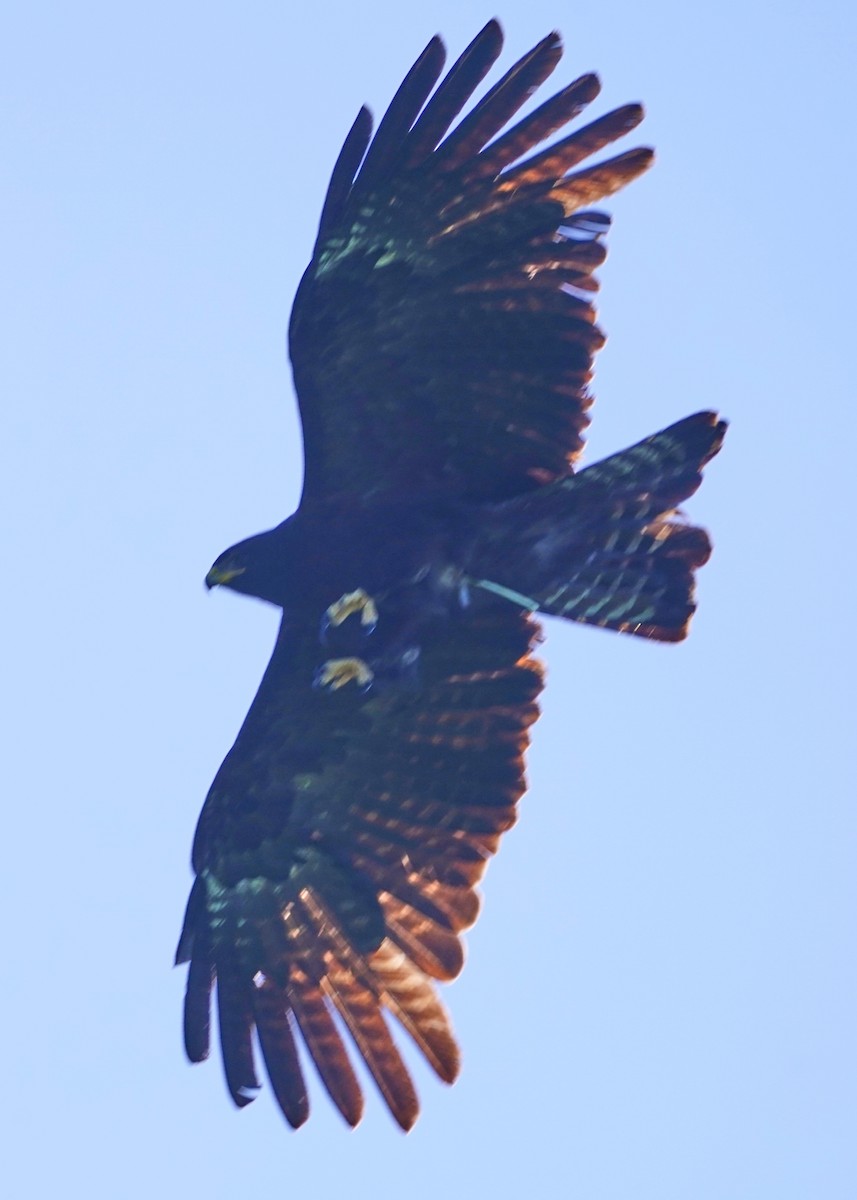 Black Eagle - ML642797744