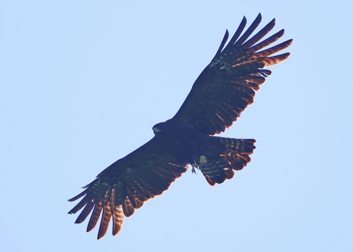 Black Eagle - ML642797746