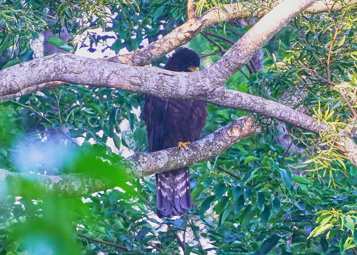 Black Eagle - ML642797747