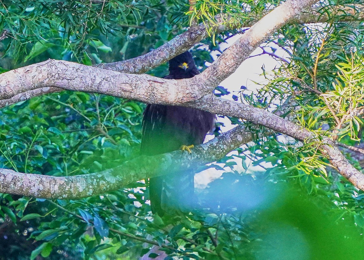 Black Eagle - ML642797748