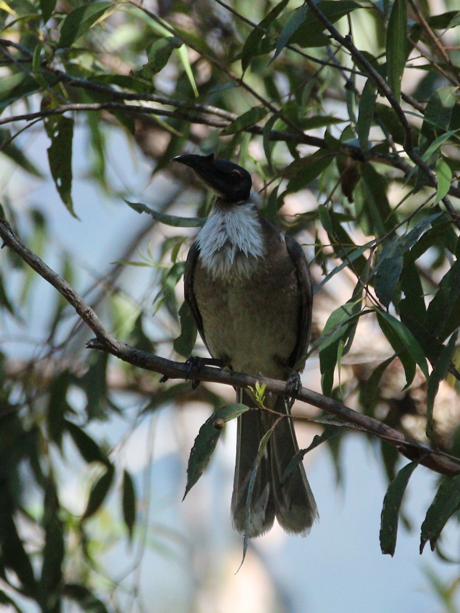 Noisy Friarbird - ML642797758