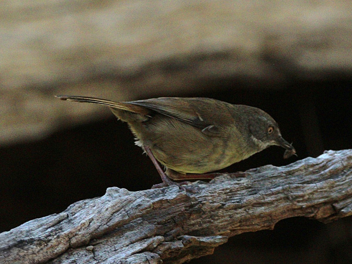 White-browed Scrubwren - ML642797759