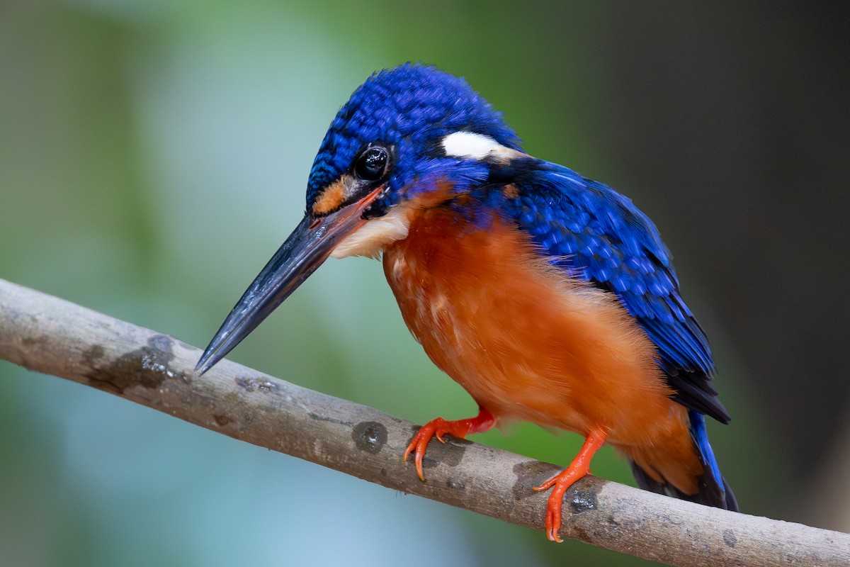 Blue-eared Kingfisher - ML642797770