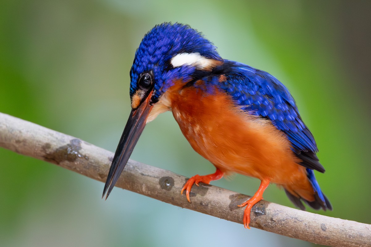 Blue-eared Kingfisher - ML642797771