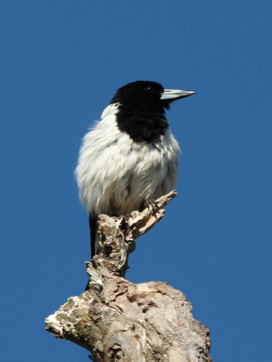 Pied Butcherbird - ML642797772