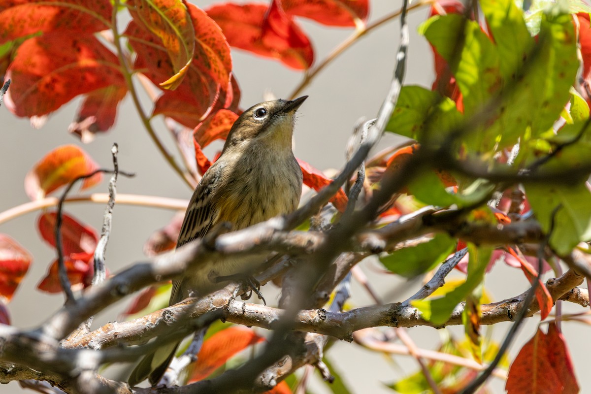 Yellow-rumped Warbler - ML642797773