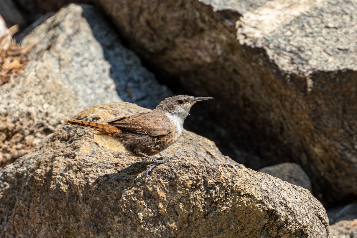 Canyon Wren - ML642797776