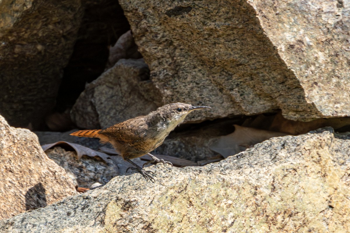 Canyon Wren - ML642797777